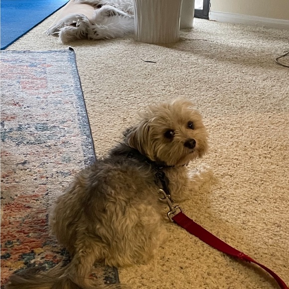 Meet your Posher, Jenny - Picture 1 of 1